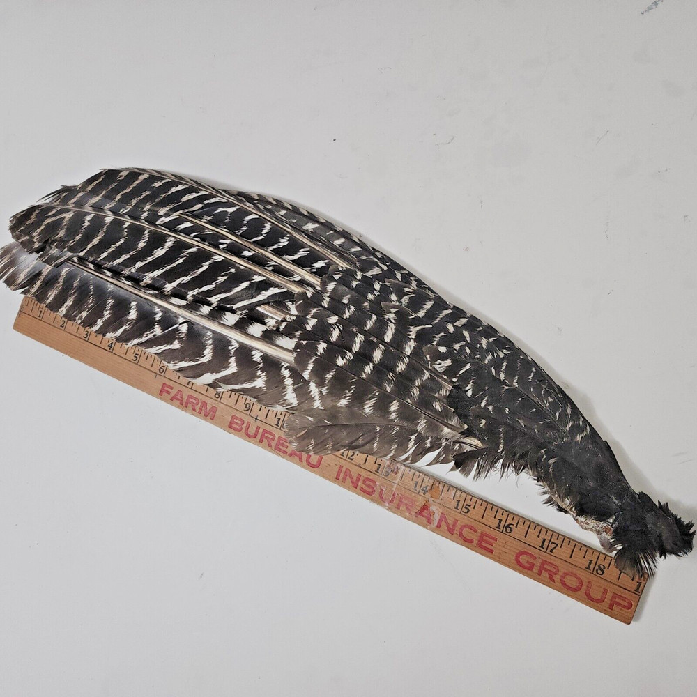 Large Gobbler primary left, prayer fan/flapper