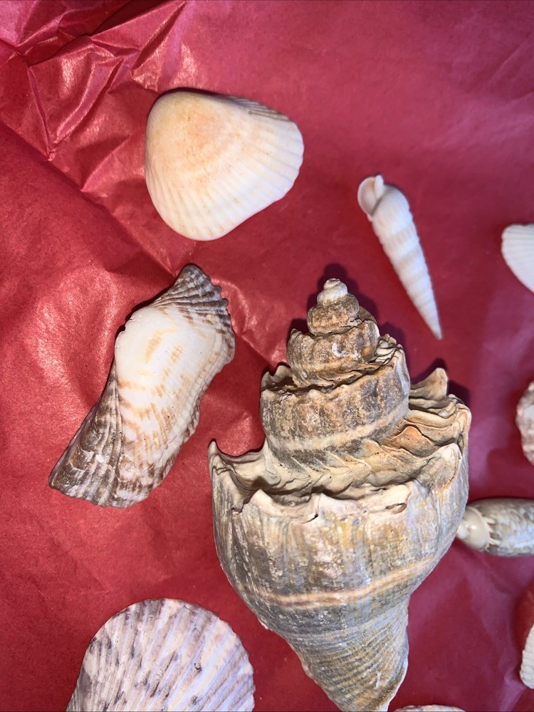 Seashell Lot Various Sizes and Shells Beautiful Selection Craft Beach 10 Shells