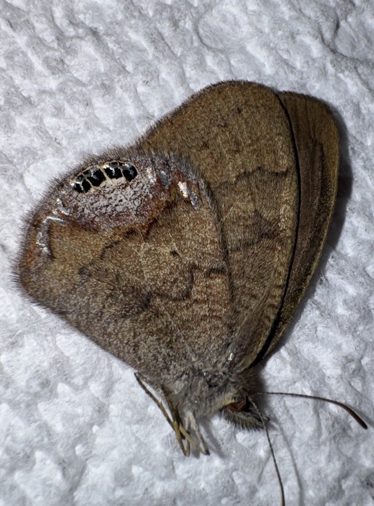 JSRNS - GEMMED SATYR - Cyllopsis gemma 1