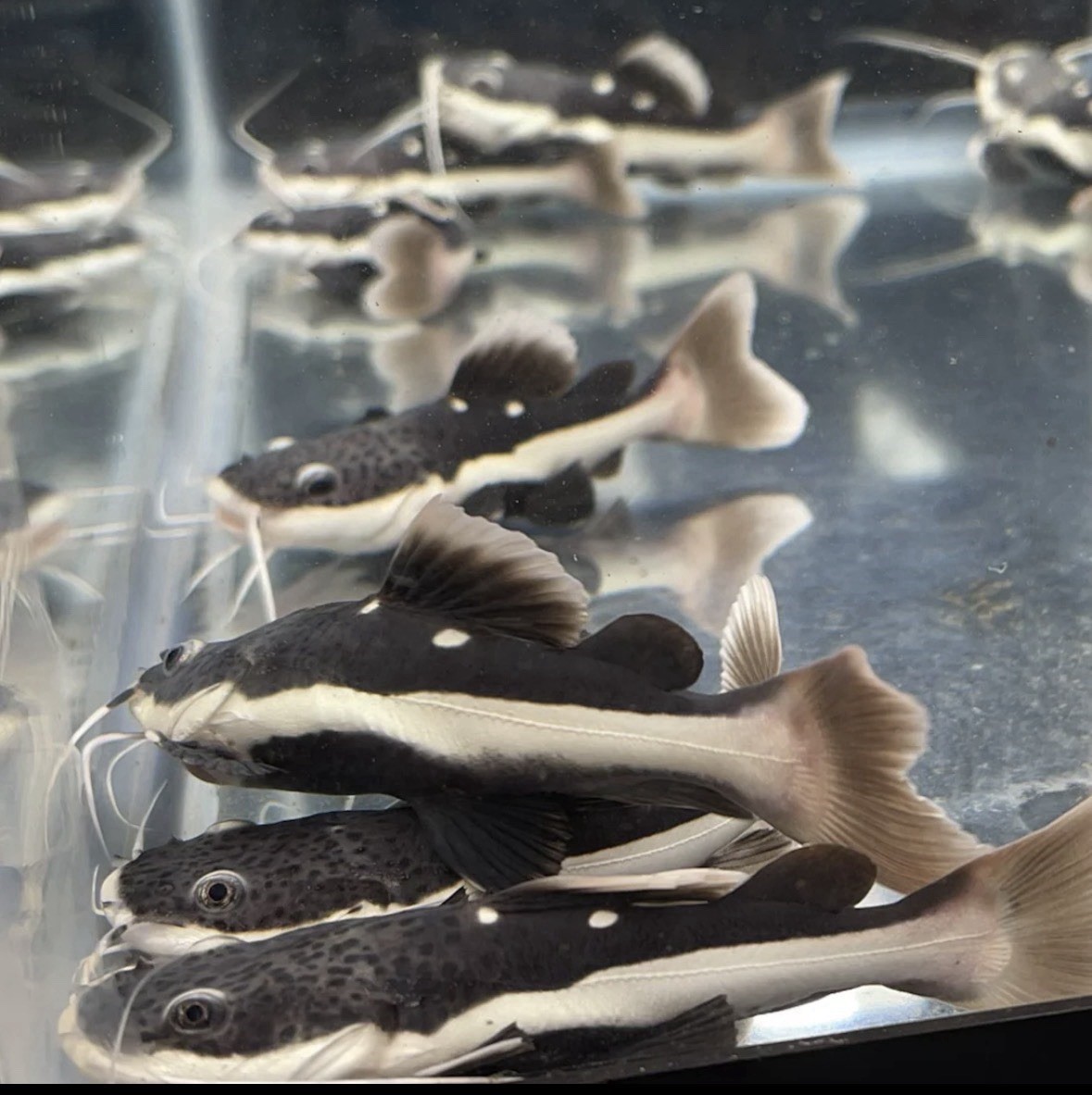 Red Tail Catfish 3 To 4 Inches