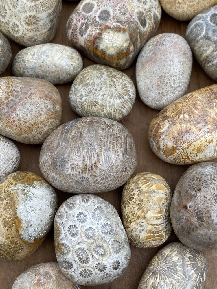 Fossilised Coral Tumblestone AAA+