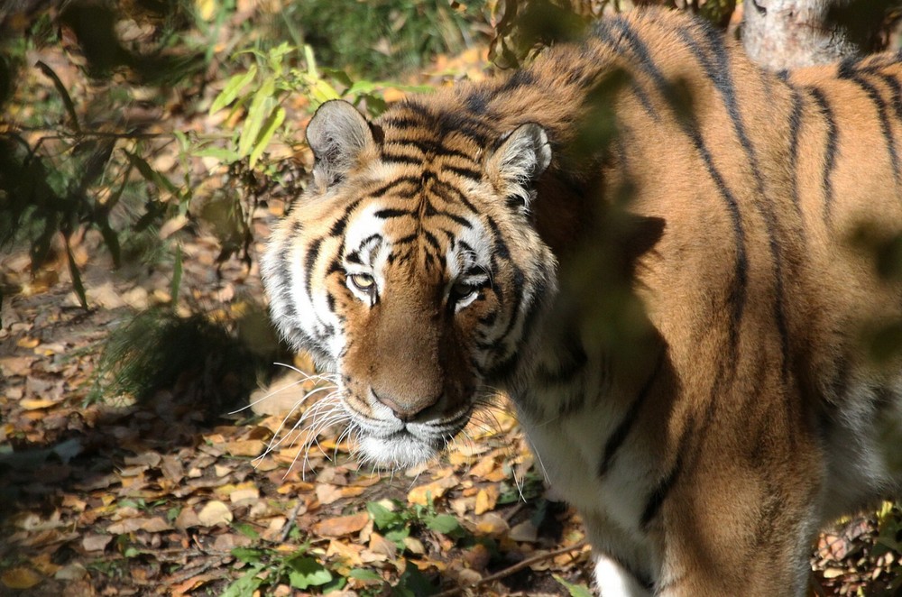 Amur Tiger Taxidermy Reference Photo Cd