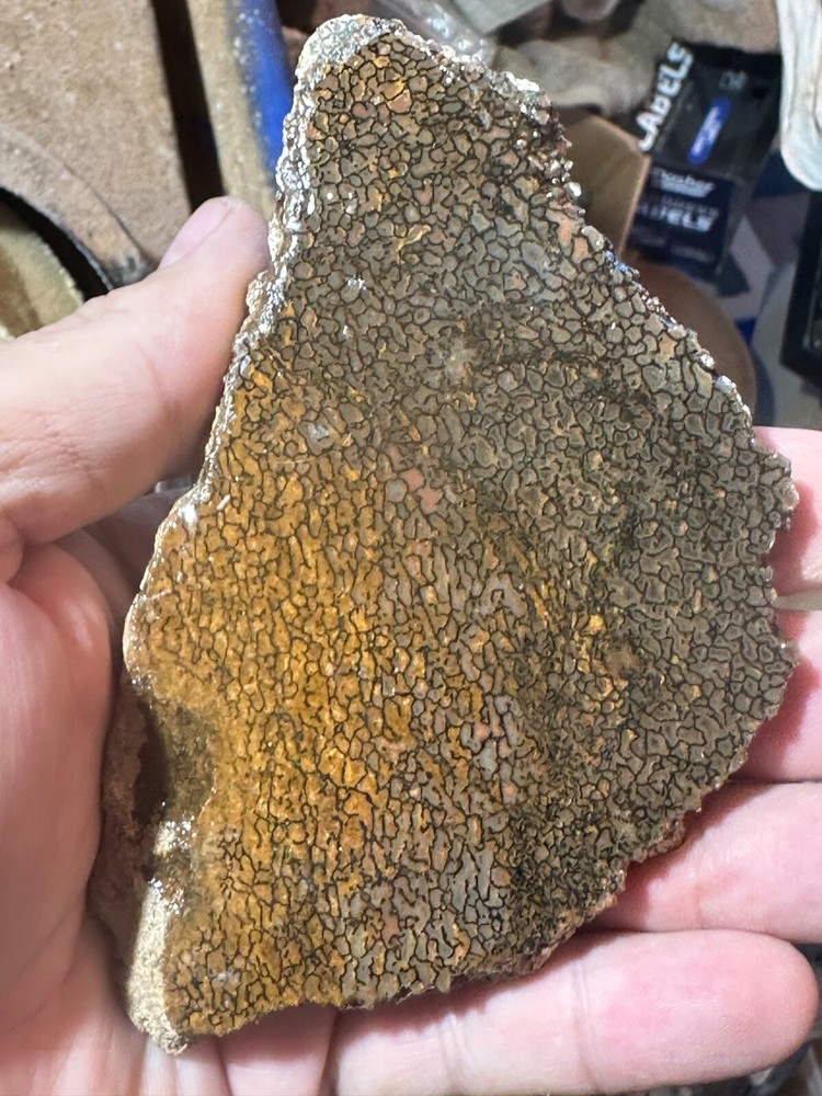 Dinosaur bone rough **hxtled slab.