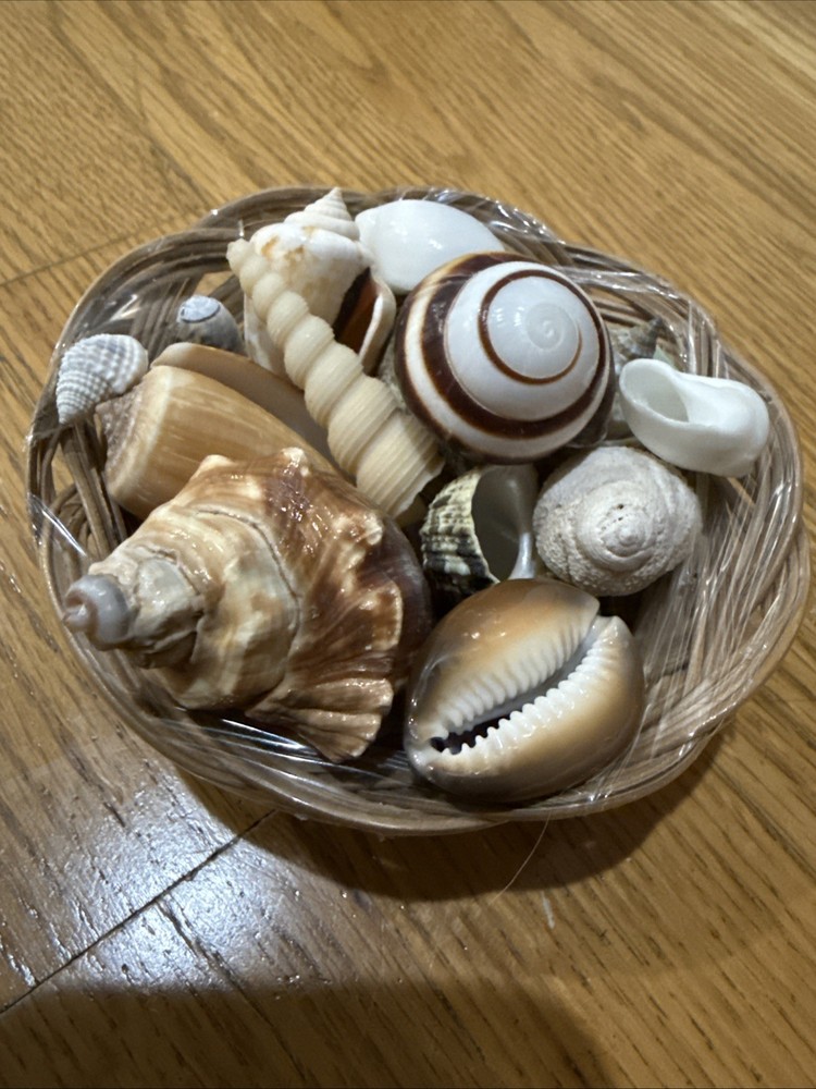 Small Basket With Shells 🐚 14 Basket Beach Decor Tropical Shells