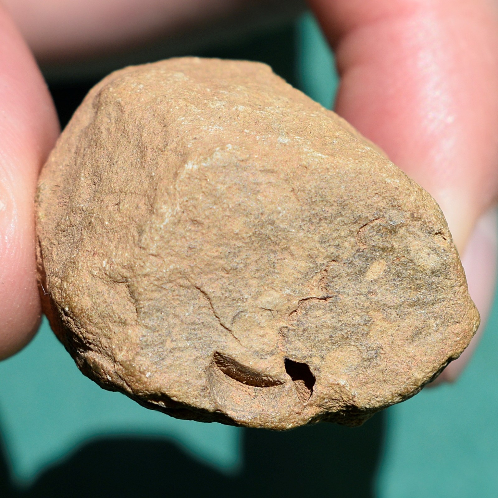 Crinoid, Myelodactylus sp.: Bolivia devonian crinoid fossil