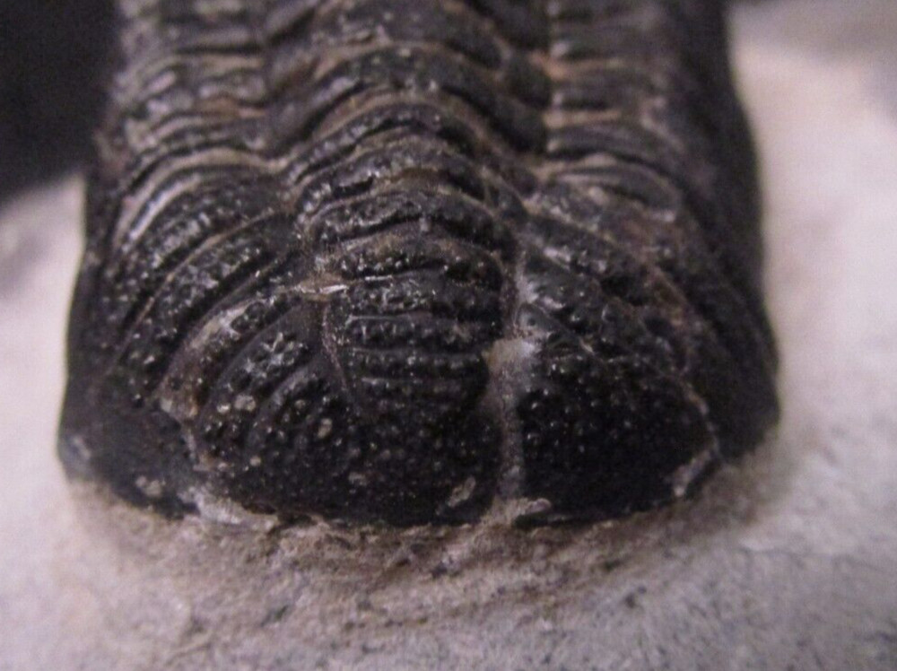Large Excellent Example Devonian Phacops sp. Fossil Trilobite Morocco