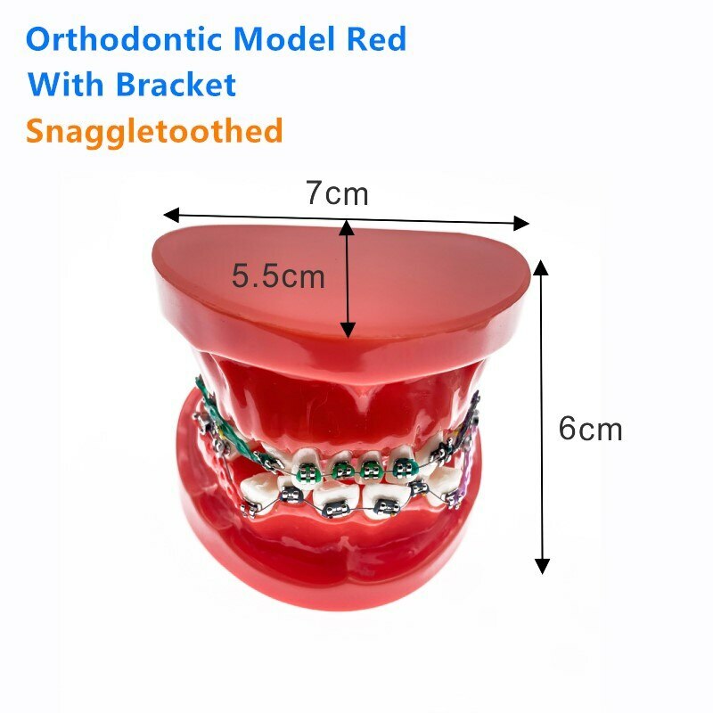 Dental Orthodontic Model Teaching teeth model For Teaching demonstrating model