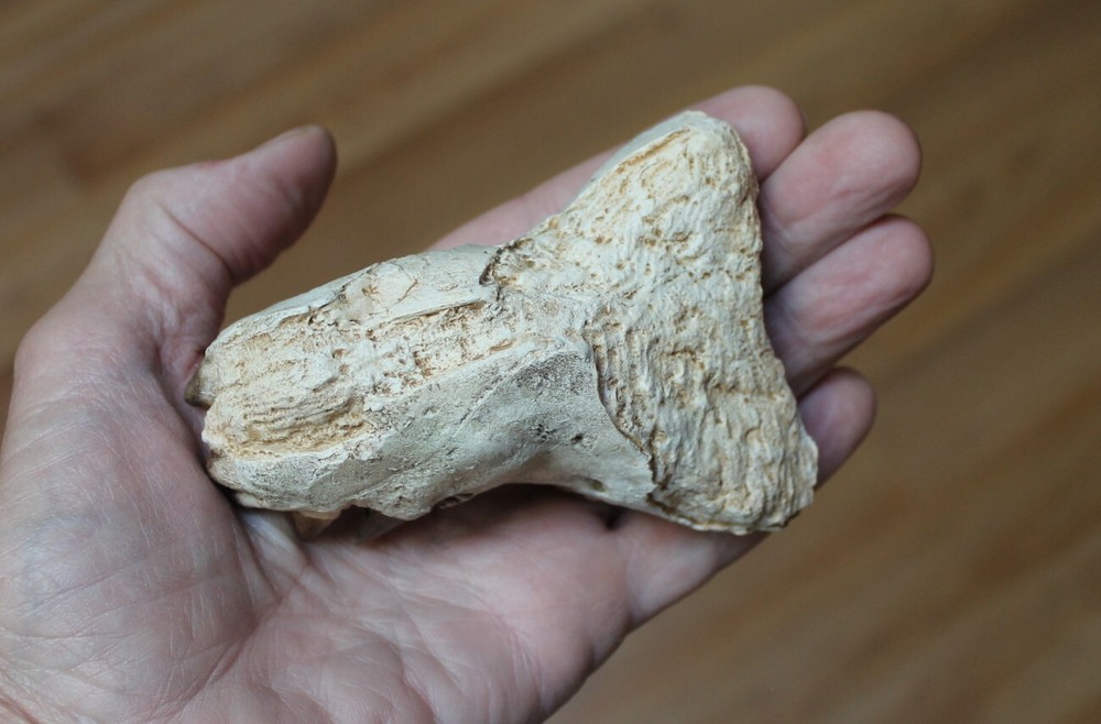 Replica Fossil Perchoerus partial Skull Eocene Oligocene Peccary maxilla teeth