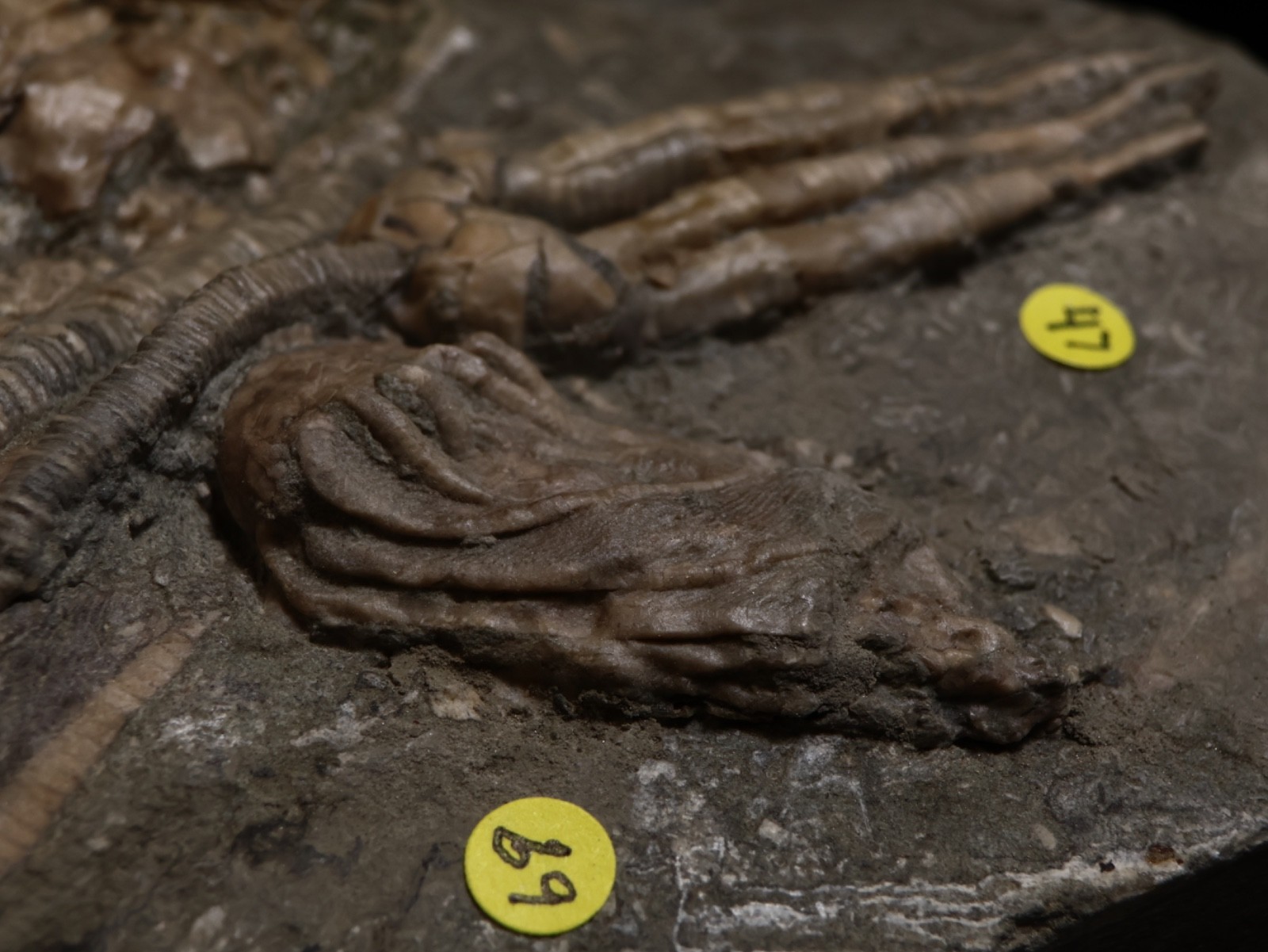 Threaded Fossil Crinoids, Crawfordsville, Indiana