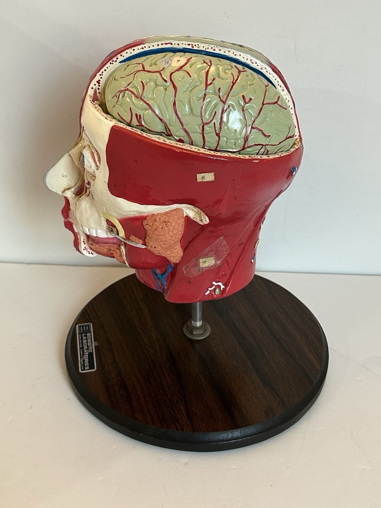 Bobbitt Laboratories Anatomical Half Head Model Removable Brain Vintage