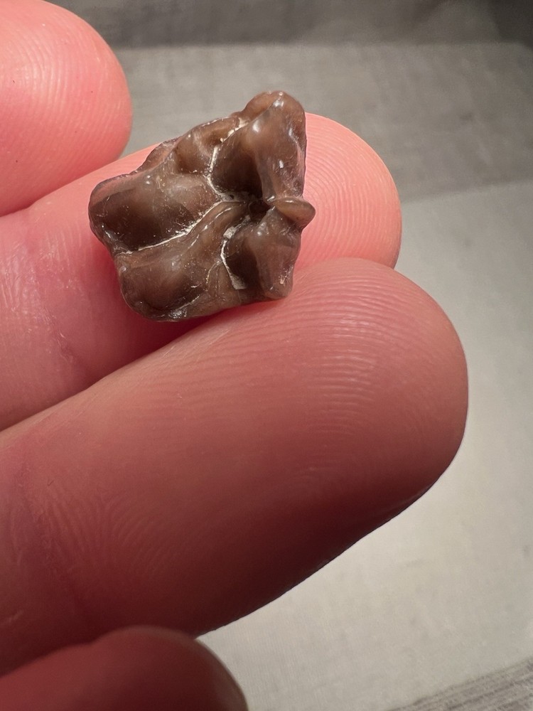 Fossilized Teeth Brule Formation Oligocene Epoch Sharp Specimen