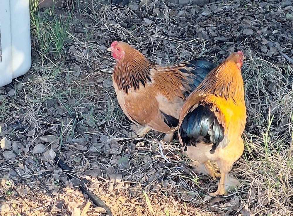 7 + Buff Bantam Brahma Hatching Eggs From Our Show Lines!!!