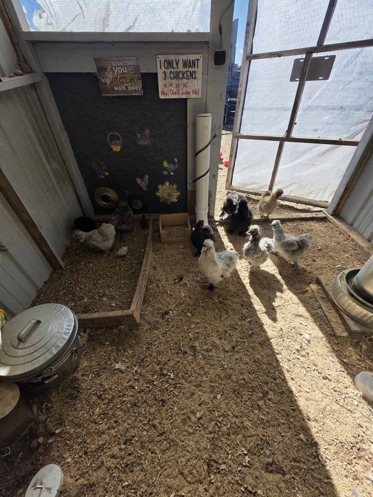 12 plus Silkie Chicken Hatching Eggs
