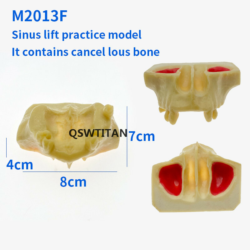 Dental Sinus Lift Practice Teeth Model Typodont Study Model 2013F