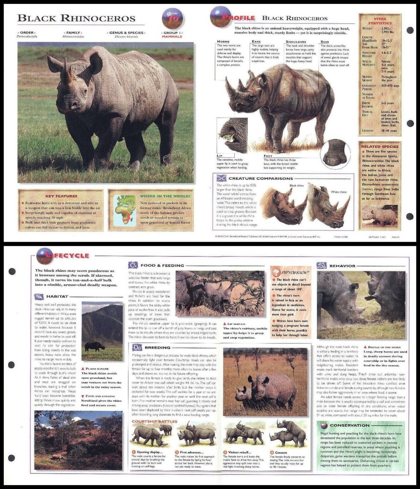 Fold-Out Sheet - Black Rhinoceros - 10