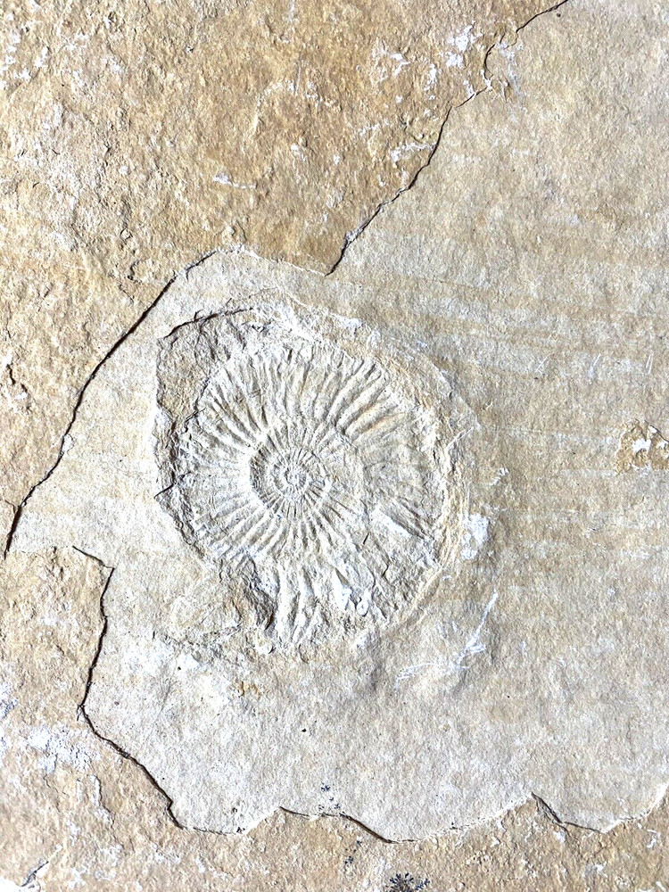 Fossil With Inclusions See Photos