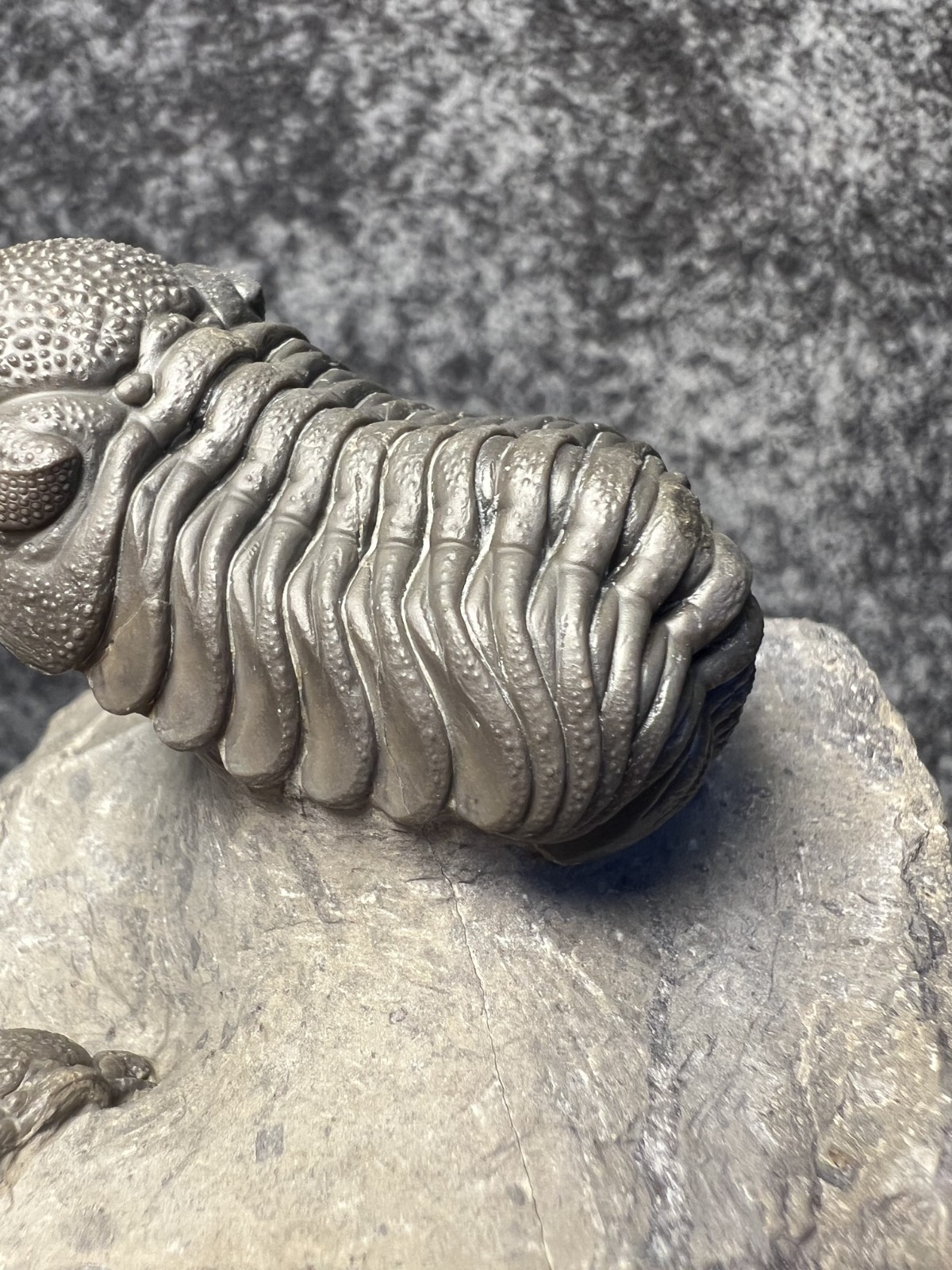 Moroccops sp. Trilobite Fossil – Attractive Collector Specimen