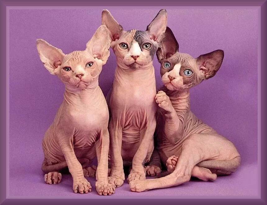 Sphynx Cat Group Pose, Toolbox / Locker /Refrigerator Magnet, 42 MIL
