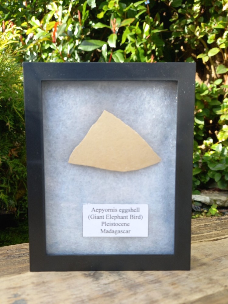 Fossil Elephant Bird Eggshell~Aepyornis~Madagascar Display Case