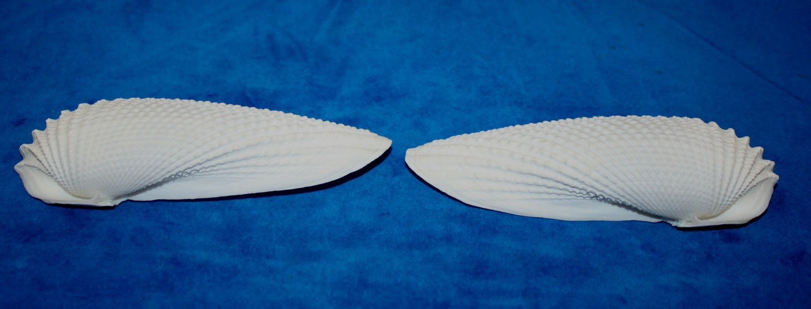 Seashell Angel Wings BIG cyrtopleura costata Florida 131mm F+ #S-16