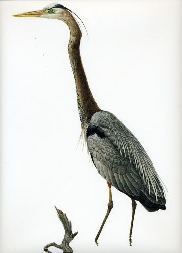 Vintage Lansdowne Great Blue Heron #2