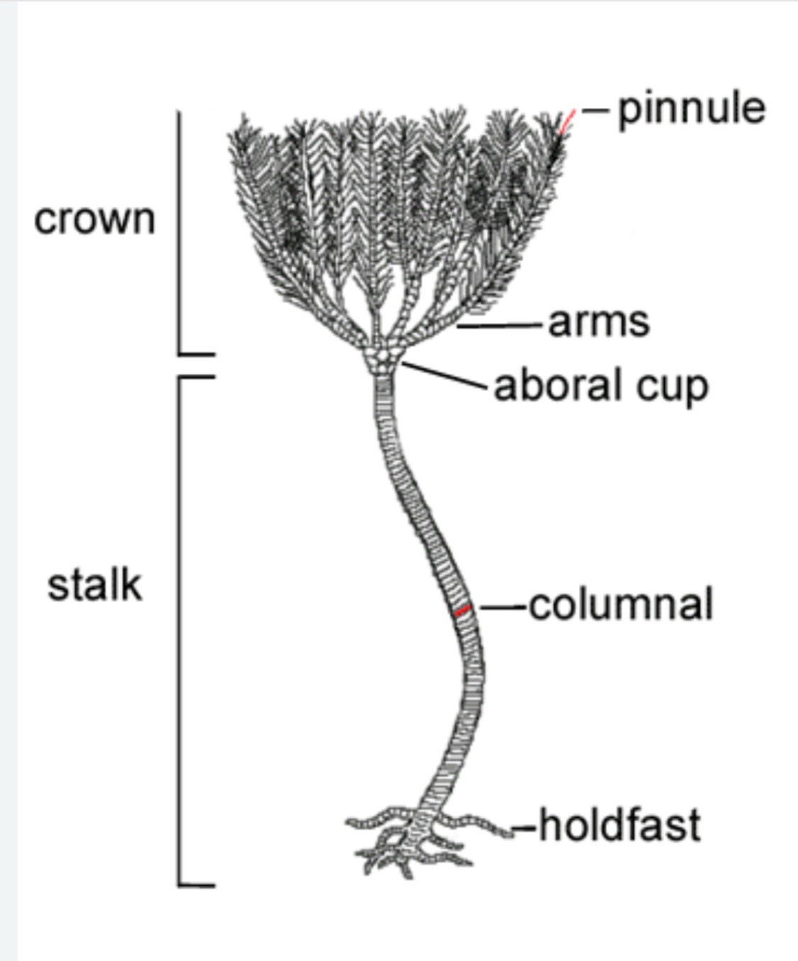 A Bottle of 18 Crinoid Star Fossils