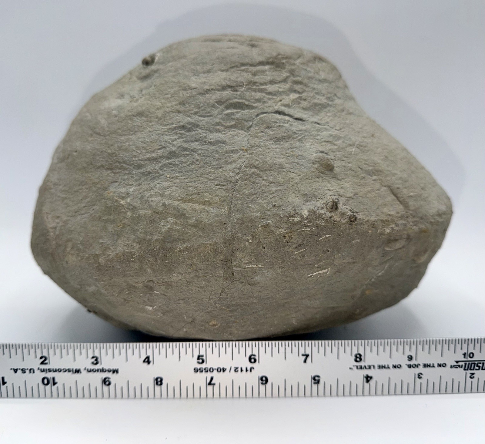 Large 31-lb Paleozoic Fossil Concretion w/Trilobite, Brachiopods, Gastropod poop