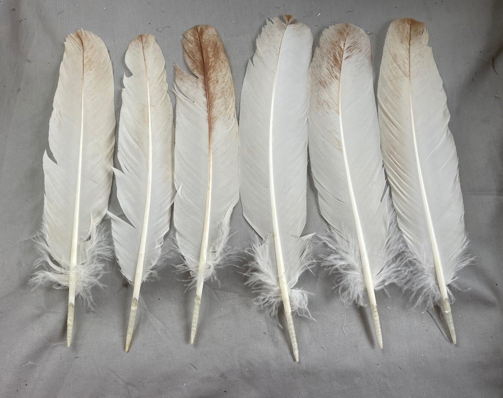 12  - Small/Medium Grade #2 Bourbon Red Turkey Secondary Wing Feathers