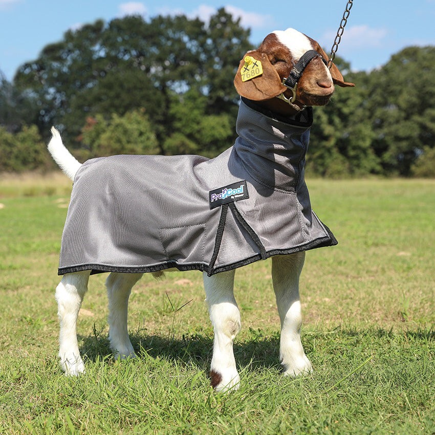 Procool Goat Blanket Xsmall Purple