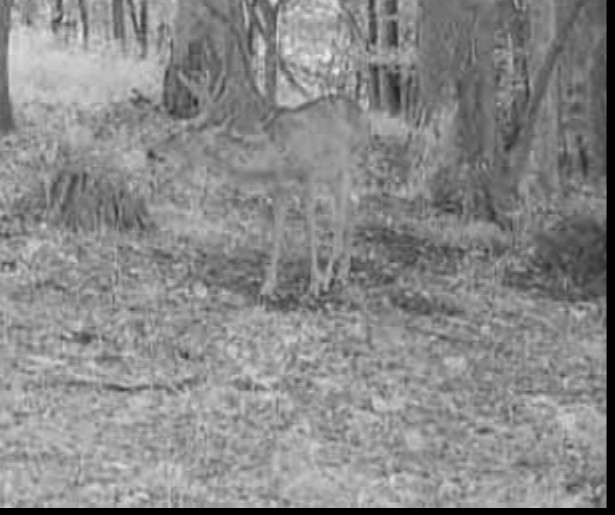 Tag-Out Deer Mineral