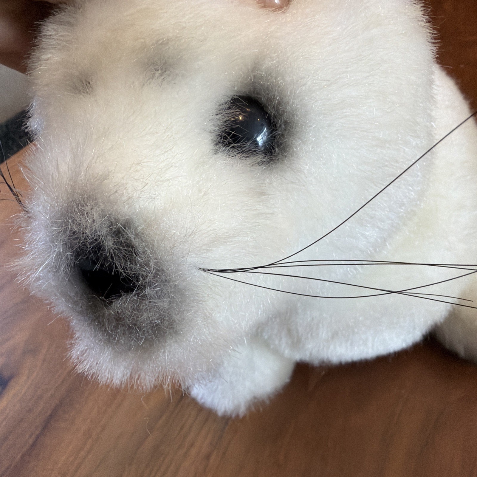 R. DAKIN 1982 Vintage Seal 21” Plush Soft Toy Stuffed Animal Cream RARE HTF EUC