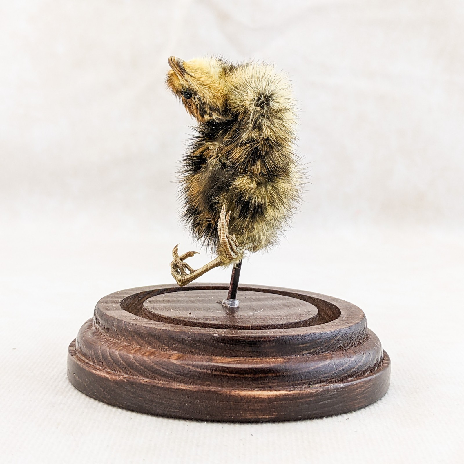 Dancing Quail Chick showcased in Glass Dome Display Taxidermy curiosity decor