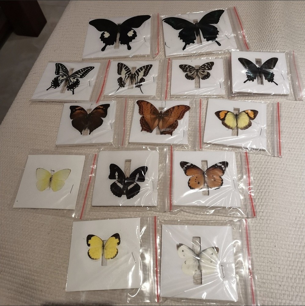 13 Assorted Unique Butterfly Specimens 3-10cm Wingspan Spread Wing