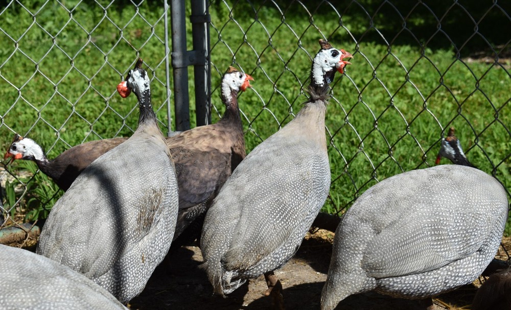****** Lavender Purple Chocolate Guinea Hatching Eggs 10 + extras Eats ticks