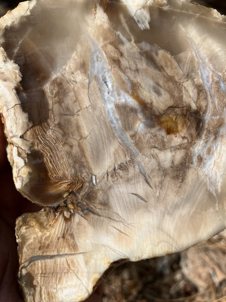 Petrified Wood Slab