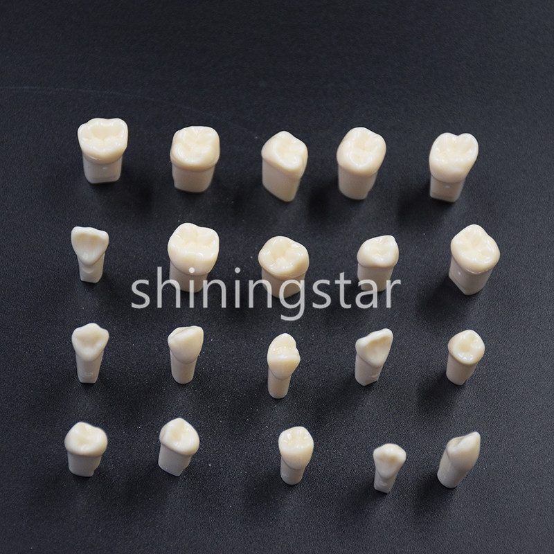 NEW Dental Teeth Model Demonstration Resin Practice Teach Study Models 28 Pcs