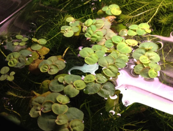 Red Root Floater, (Phyllanthus Fluitans) Live Aquarium Plants.