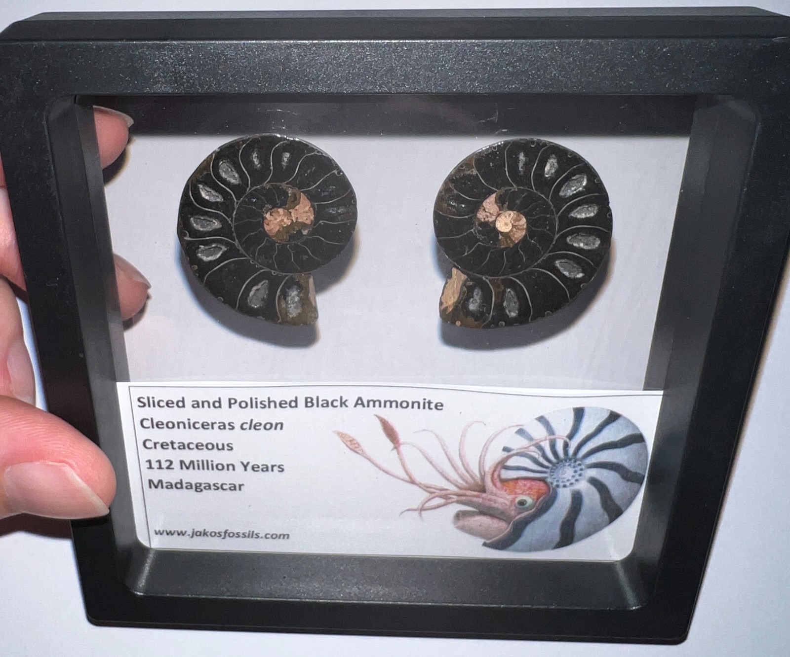 SUPER RARE Sliced Framed BLACK AMMONITE Lot Dinosaur Era Fossil One Per Order