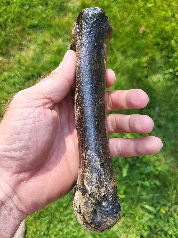 Bison metacarpal Historic bison foot bone