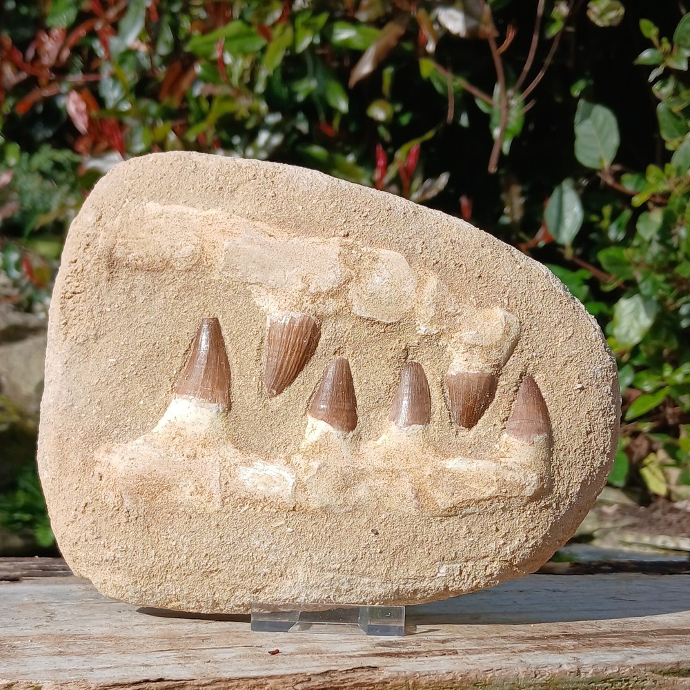 Fossil Mosasaur Jaw Dinosaur Teeth double composite