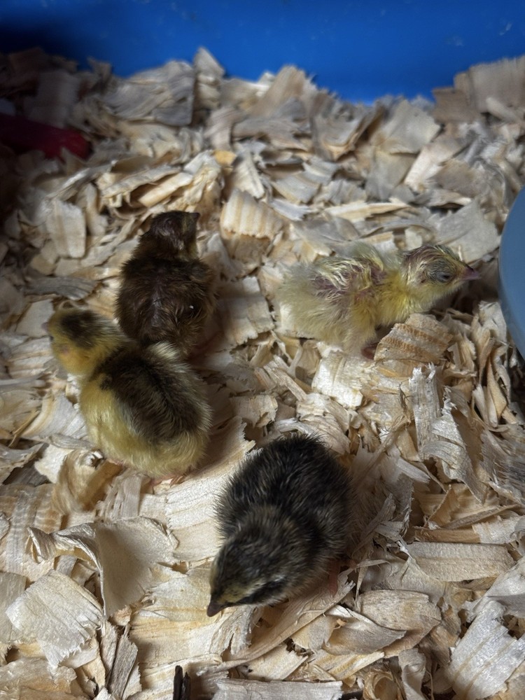 12+ Quail Hatching Eggs Coturnix Celadon Pharaoh Tuxedo Rosetta
