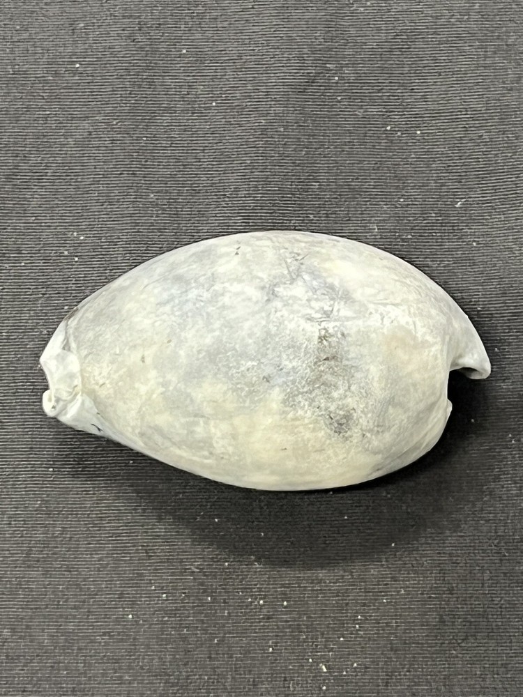 EXTINCT Fossilized COWRIE Shell From Central Florida - Pliocene Era.