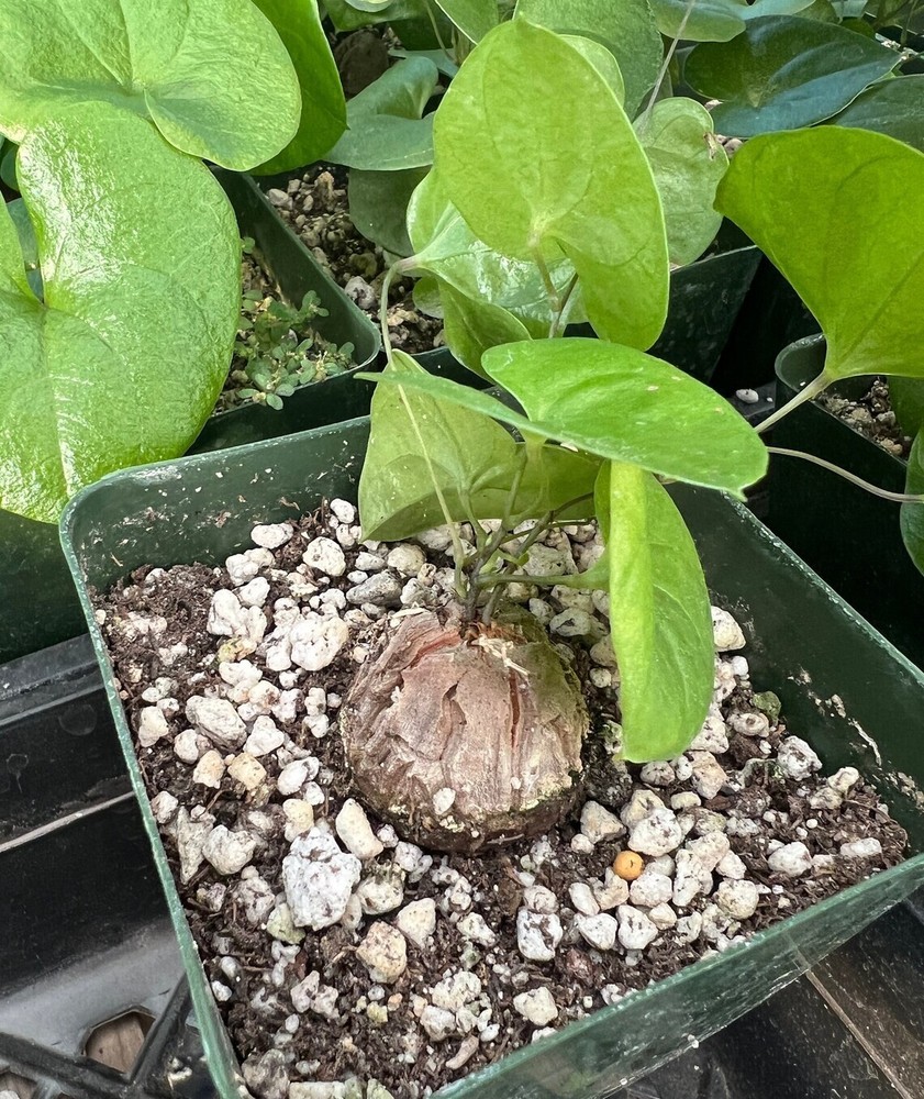 Dioscorea elephantipes