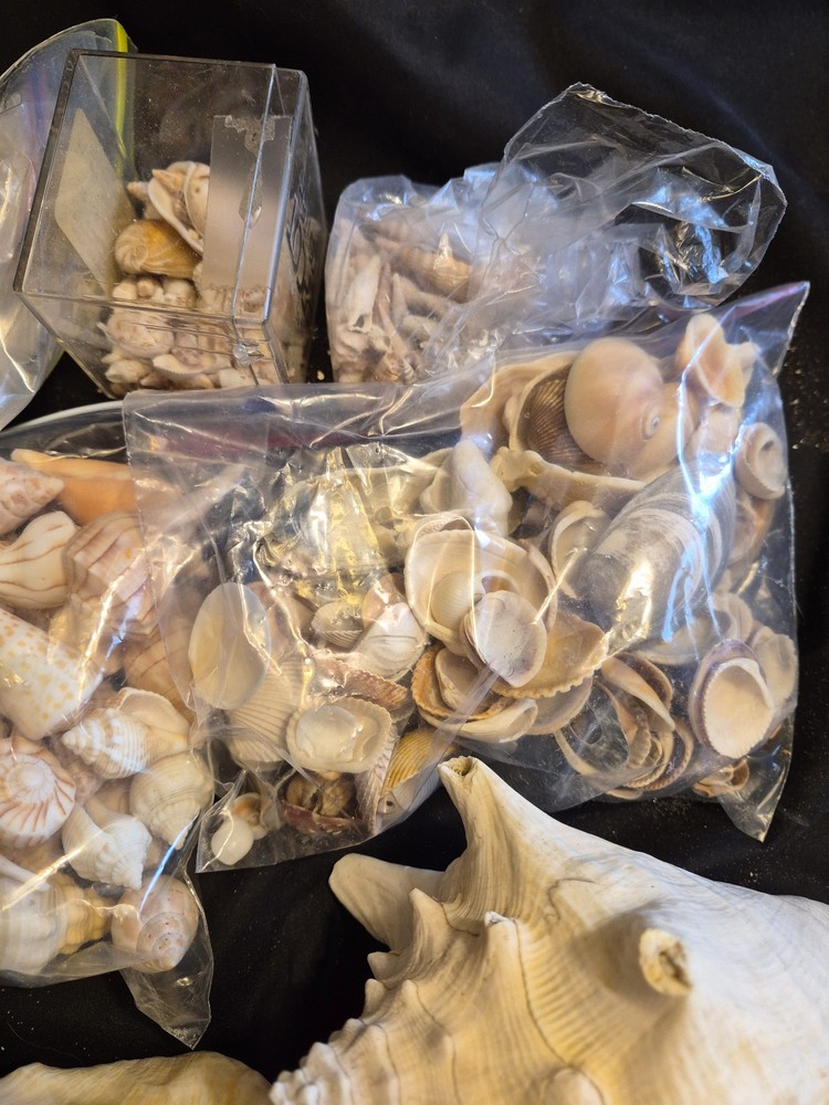 Sea Shells Lot- Over 8 Pounds-Assorted Sizes