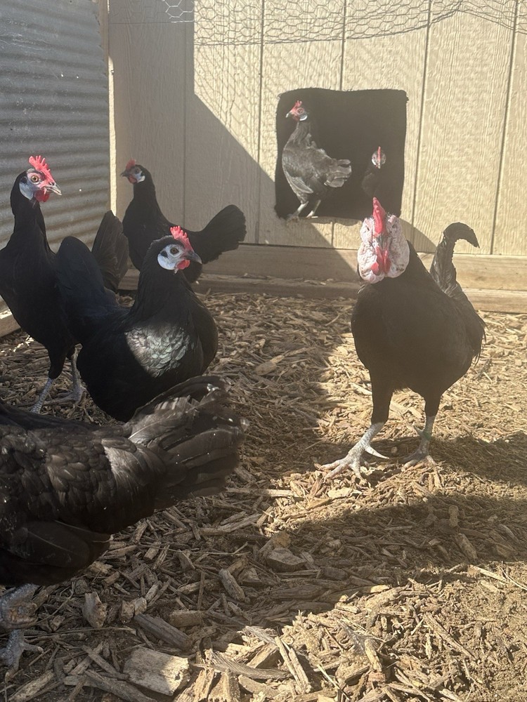 BBS White Faced Spanish Bantams Hatching Eggs 12 Eggs