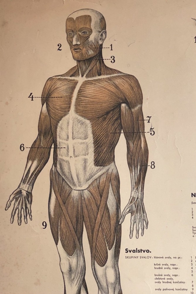Original 1950s anatomical school chart human muscular system & internal organs.
