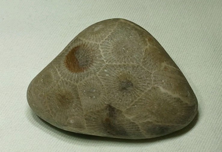 High Pattern Petoskey Stone Lot Natural Great Lakes Michigan Unpolished Fossils