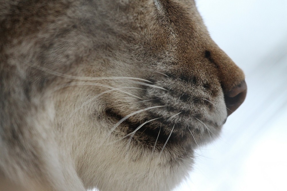 Russian Lynx Taxidermy Reference Photo Cd
