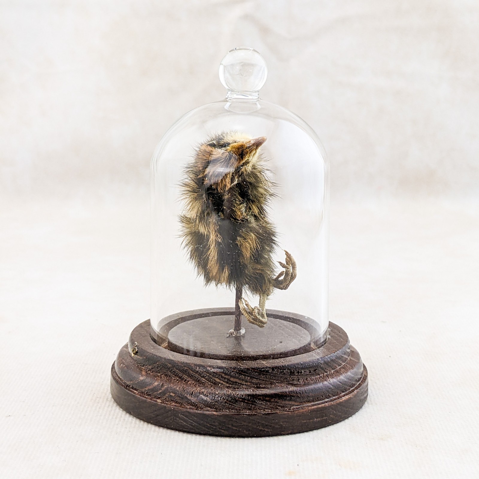 Dancing Quail Chick showcased in Glass Dome Display Taxidermy curiosity decor