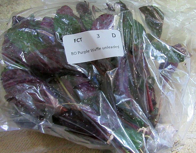 36 plus stems purple waffle plants